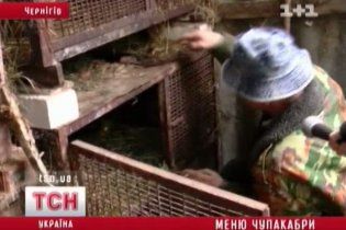 У Чернігові чупакабра дивує зоологів розширенням свого раціону