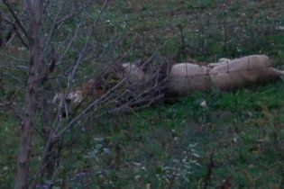 Десятки хищников сбежали из заповедника в Огайо, люди в панике