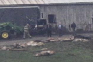 Застрелено 48 хижаків, випущених з приватного зоопарку в США