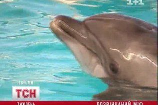 Небезпечна мода: дельфінотерапія у "розсолі з фекалій"