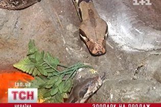 У Київському зоопарку спалахнув новий скандал