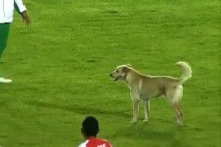 Собака прервала футбольный матч в Колумбии (видео)