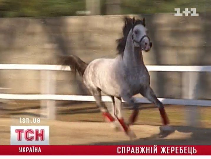 15_ferrari