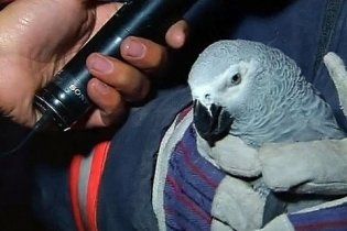 Турецкие спасатели достали из-под руин попугая