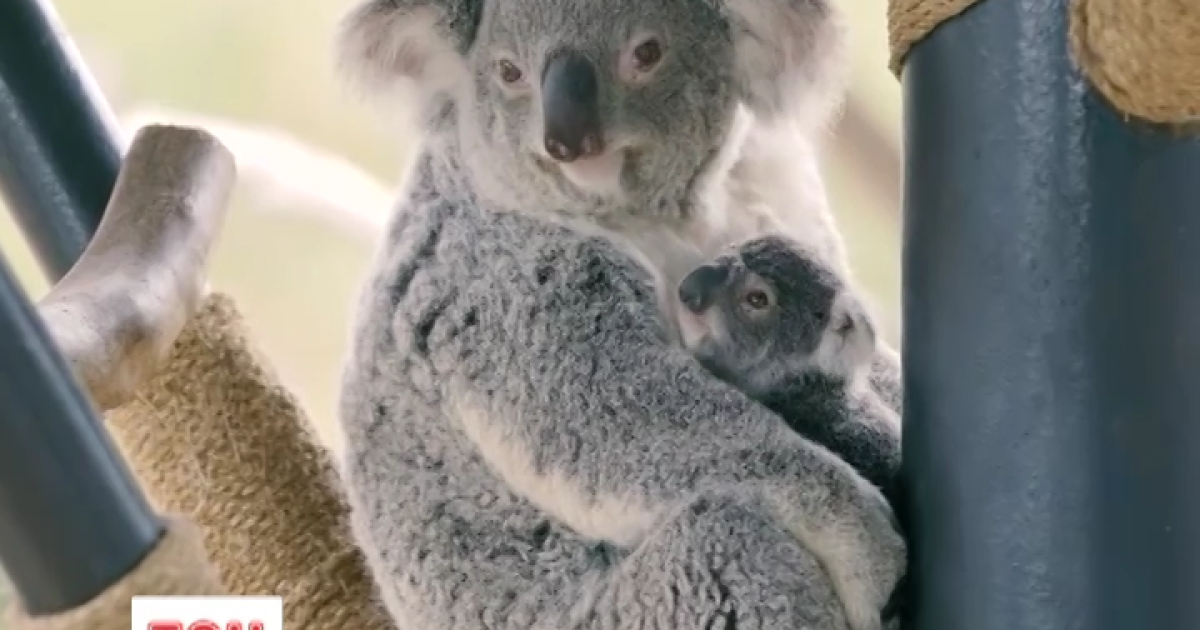 Маленька коала із зоопарку Сан-Дієго стала зіркою Інтернету