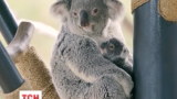 В інтернеті поширюється відео з першою прогулянкою маленької коали