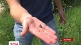 Одне із сіл Запорізької області захопили жаби