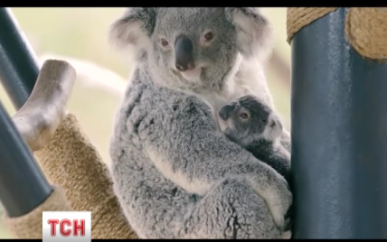 Маленькая коала из зоопарка Сан-Диего стала звездой Интернета
