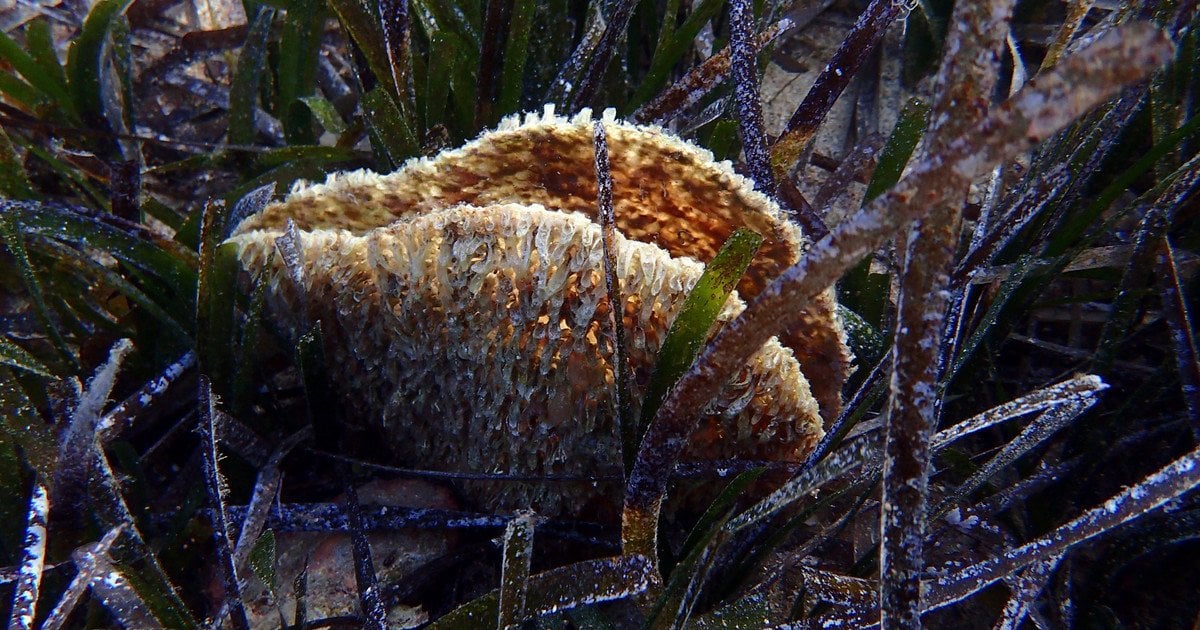 Морська мушля