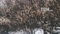 Цветение деревьев и снег