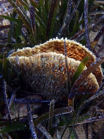 Морська мушля