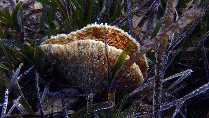 Морська мушля