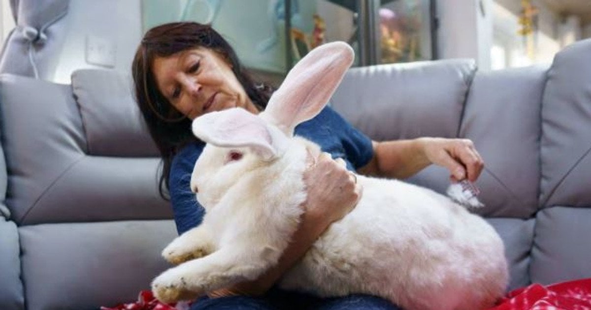 Кролик Джуніор