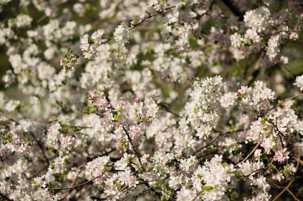 Народные приметы 4 апреля / © pexels.com