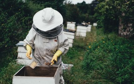 Упал во дворе: в Ровенской области погиб пасечник, которого атаковал рой пчел