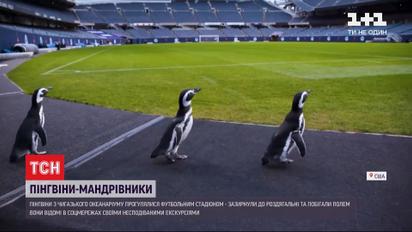 Пінгвіни з чиказького океанаріуму прогулялися футбольним стадіоном