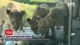 Новости мира: в американском зоопарке трое львов празднуют первый день рождения