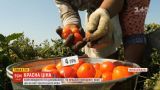 Красна ціна: чи вродили українські томати та яка їхня вартість