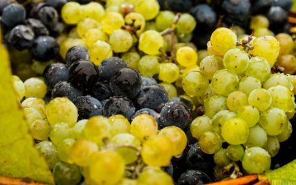 В Україні виноградний бум: скільки коштує ягода та коли подешевшає