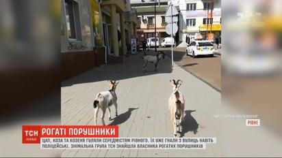 Рогатые нарушители: козел, коза и козленок гуляют по центру города Ровно
