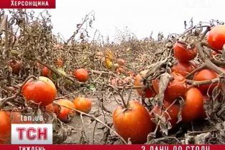 Фермеры в отчаянии от рекордного урожая оставляют овощи гнить на полях