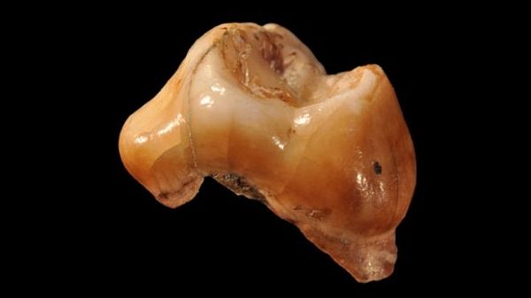 Homo sapiens