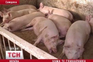 Африканська чума свиней підібралась до кордону України