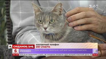 Ласковая кошечка Лола ищет любящую семью