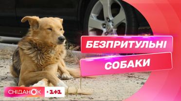 Нападения бездомных собак: как избежать и что делать, если вас покусали