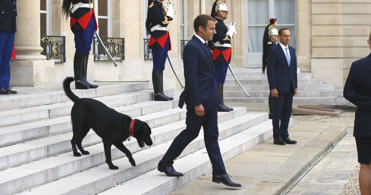 "Моя история началась с того, что меня покинули": Макрона опубликовал трогательное видео со своим лабрадором