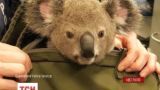 Австралийская полиция задержала женщину и изъяла у нее коалу