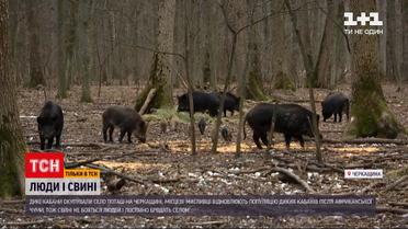 В Черкасской области стада диких кабанов ходят по окрестностям села | Новости Украины
