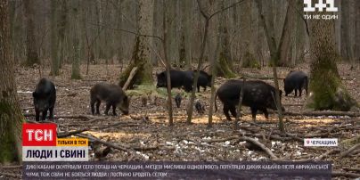 У Черкаській області стада диких кабанів ходять околицями села | Новини України