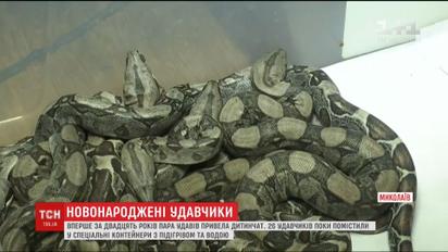26 удавчиков родились в Николаевском зоопарке