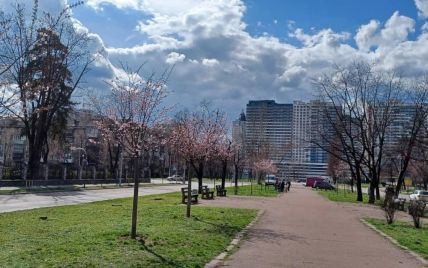 В Киеве расцвети первые сакуры: где можно полюбоваться (фото)