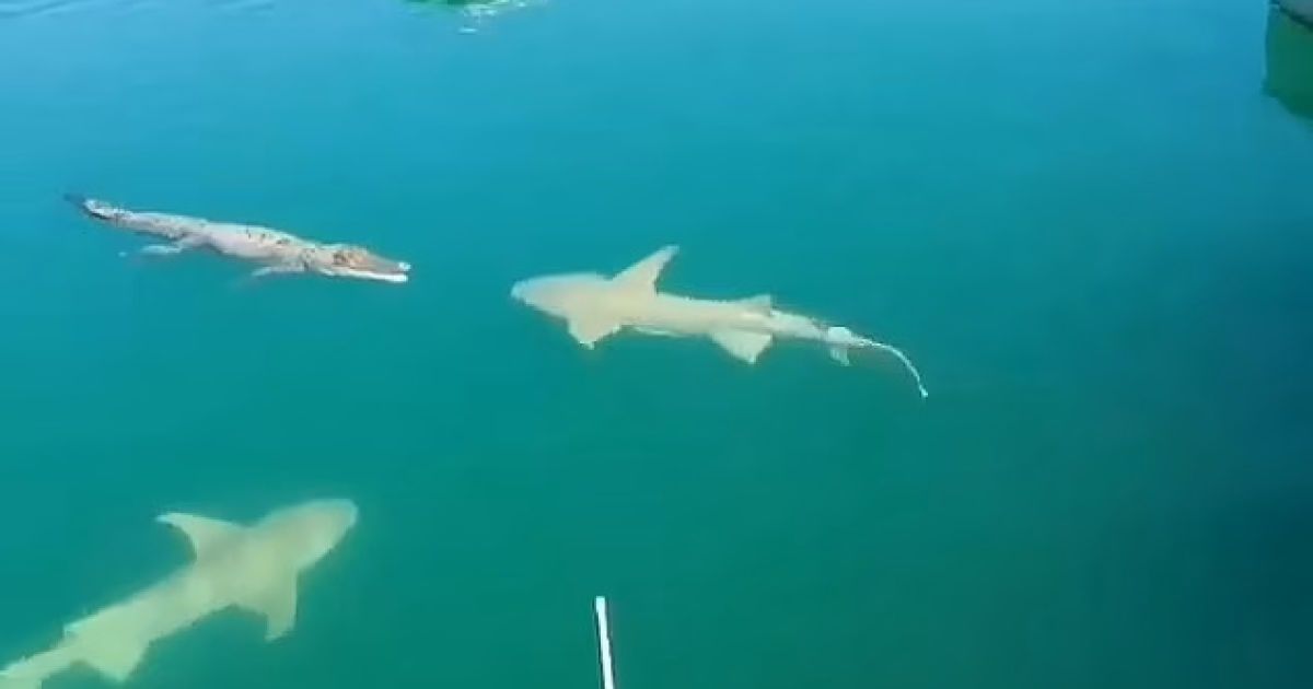 Сеть поразило видео встречи двух голодных акул с морским крокодилом