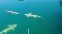 Сеть поразило видео встречи двух голодных акул с морским крокодилом