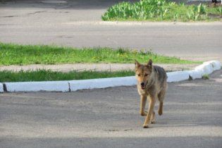 Екологи бояться, що в Україні зникнуть вовки