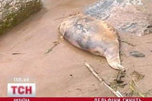 У Криму створили комісію з розслідування наймасовішої загибелі дельфінів