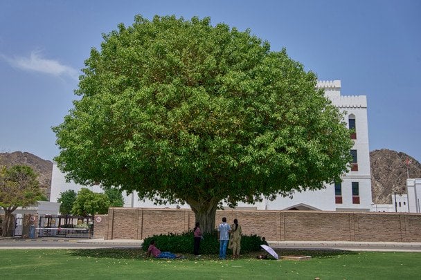 Дерево В / © Associated Press