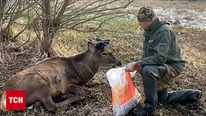 Де зник найвідоміший олень України? ТСН вирушила в хащі на пошуки Бориса після гучного ДТП