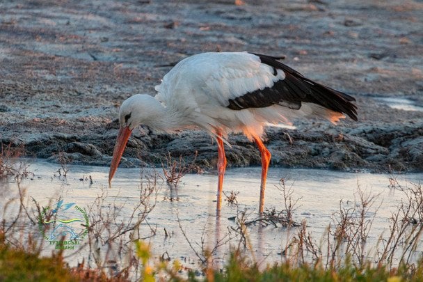 Майже 2 тисячі лелек зробили вимушену посадку на Одещині: що відбувається (фото)