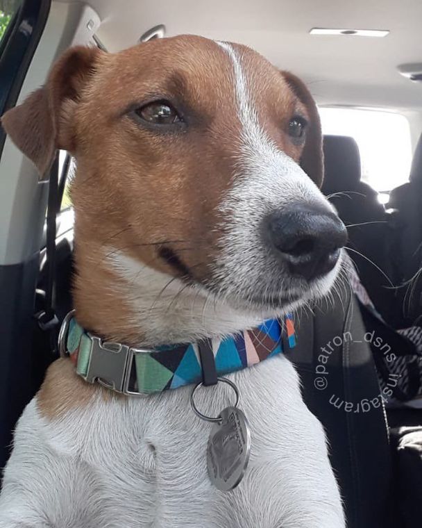 Пес Патрон / © Instagram пса Патрона