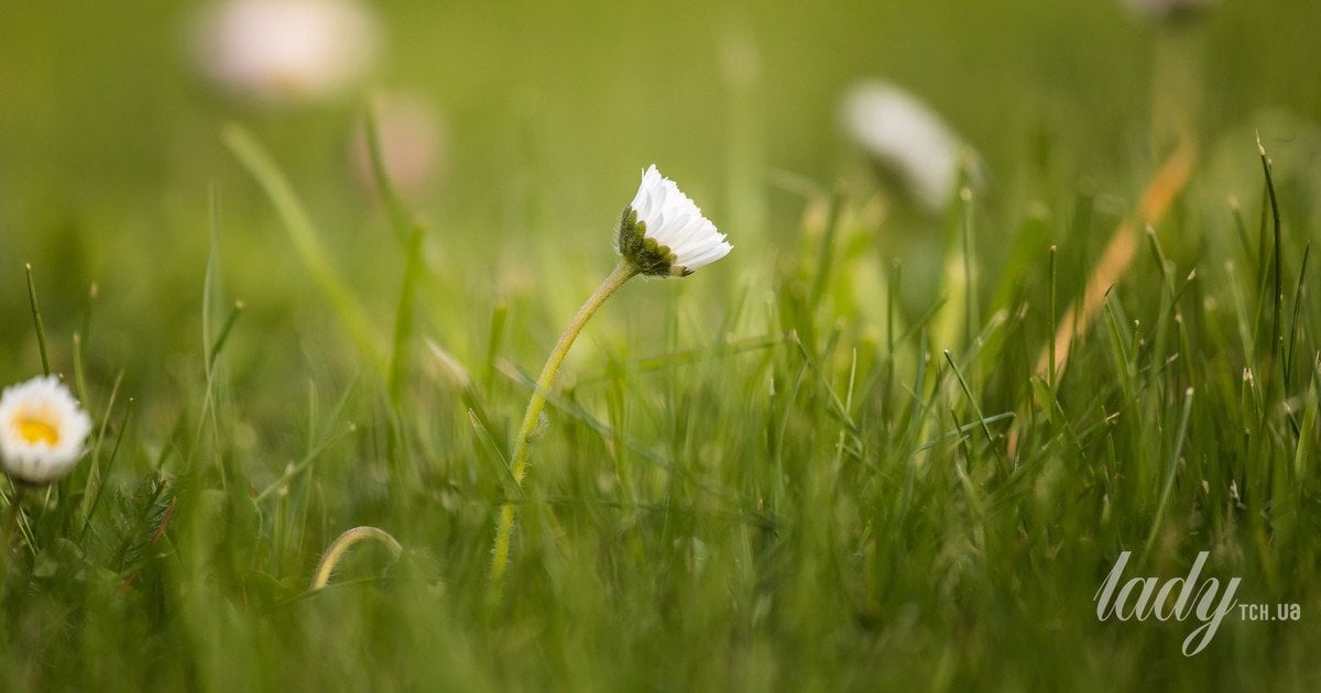 Як швидко виростити соковитий зелений газон із насіння