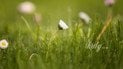 Як швидко виростити соковитий зелений газон із насіння