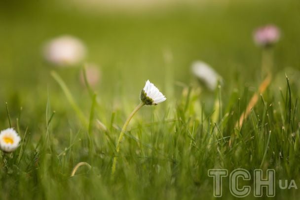 Газон / © Credits