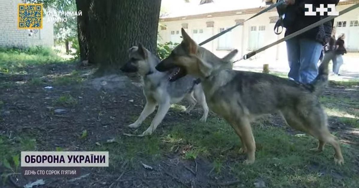 Тваринка на прокат: київський притулок роздав своїх вихованців на вихідні всім охочим, щоб придивилися