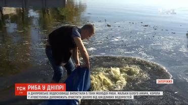 Белый амур, карп и толстолобик: в Днепровское водохранилище выпустили 5 тонн рыбы