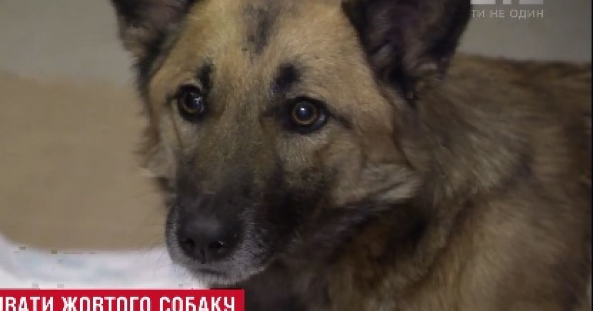 У Києві рятують собаку, якого знайшли у лісі з простреленою спиною