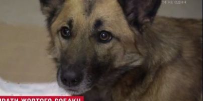 У Києві рятують собаку, якого знайшли у лісі з простреленою спиною
